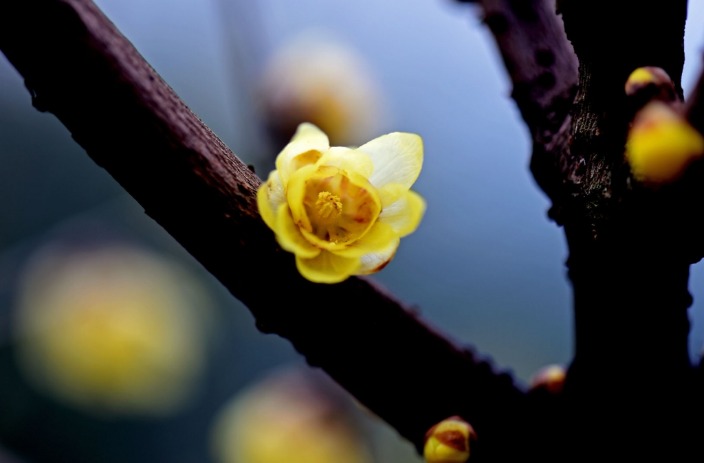 DSC_2172.jpg