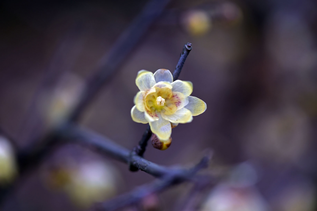 DSC_2176.jpg