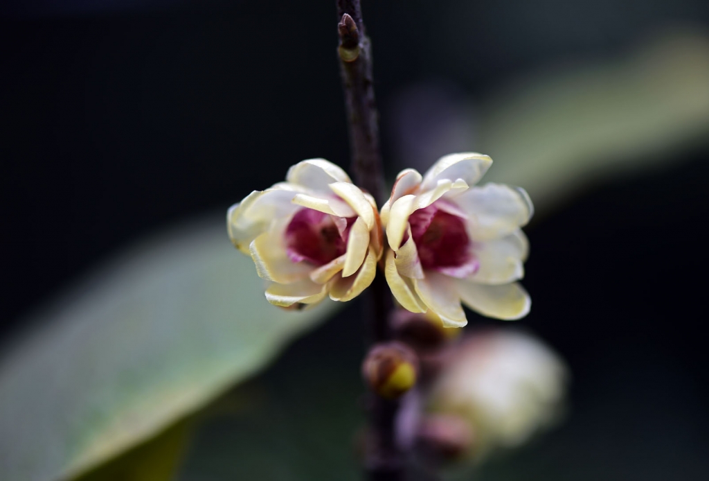DSC_2179.jpg