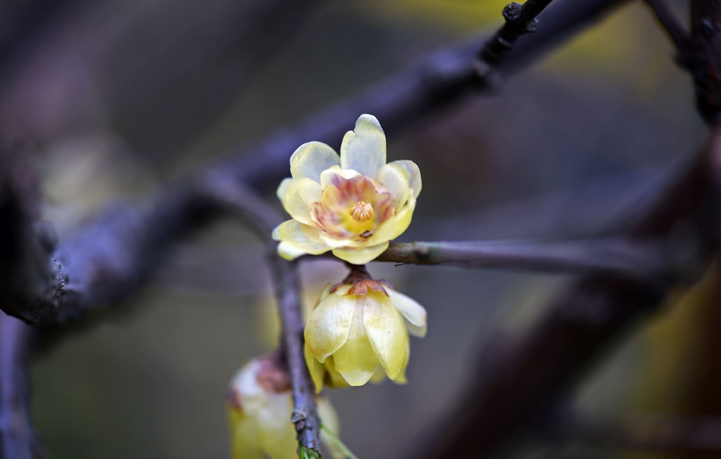 DSC_2183.jpg