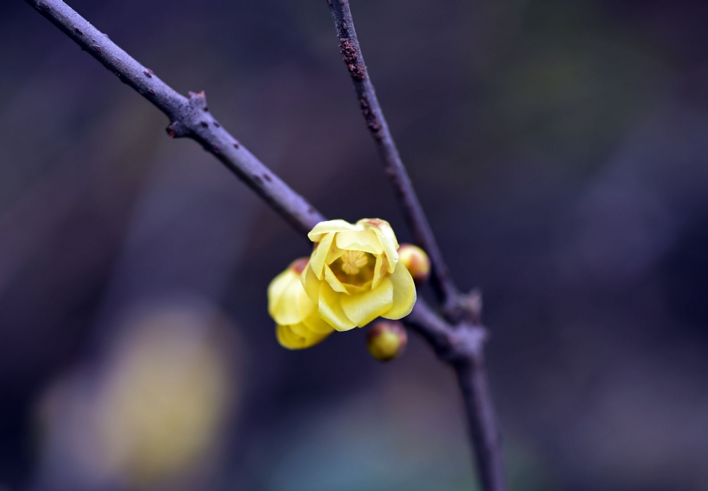 DSC_2184.jpg