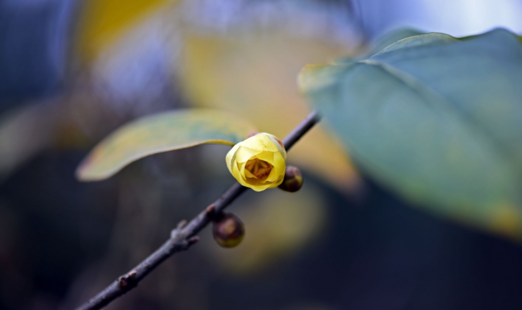 DSC_2187.jpg