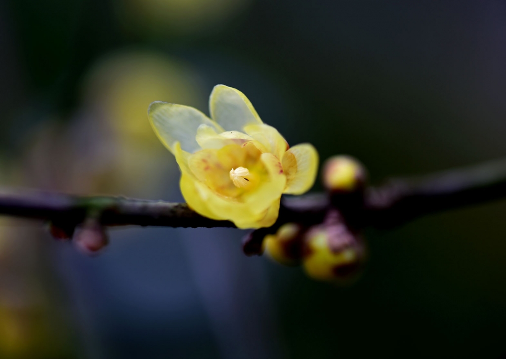 DSC_2159.jpg