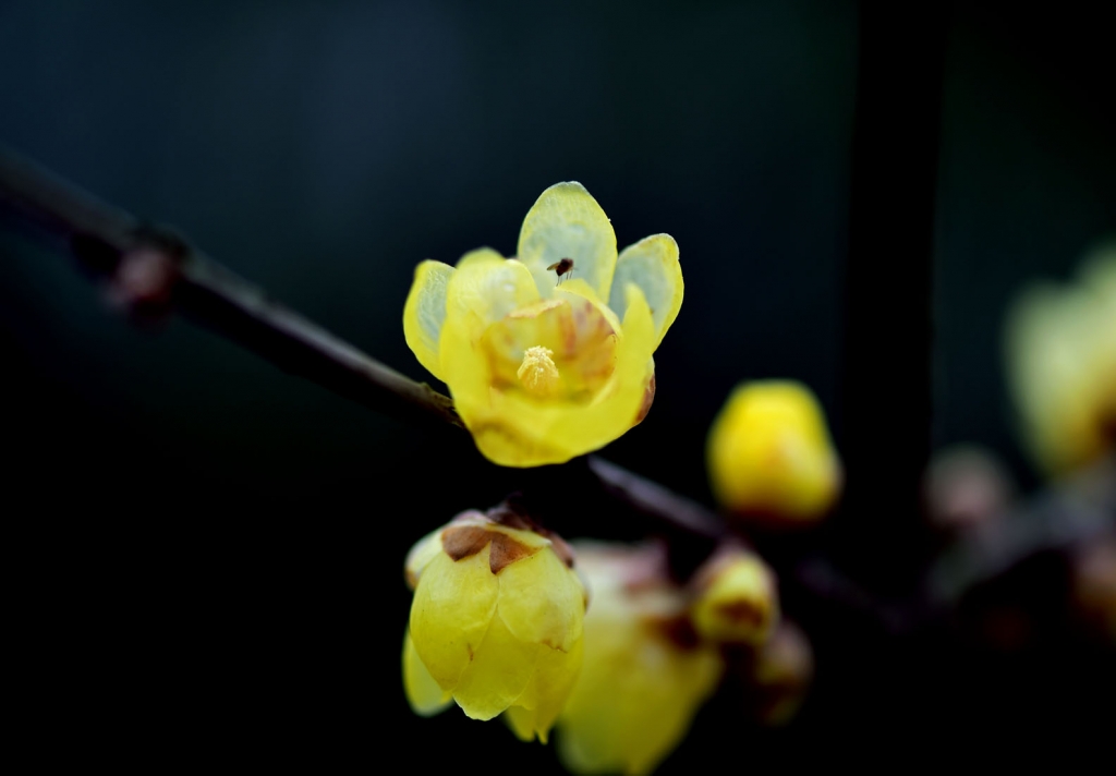 DSC_2153.JPG
