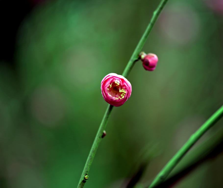 DSC_2190.jpg