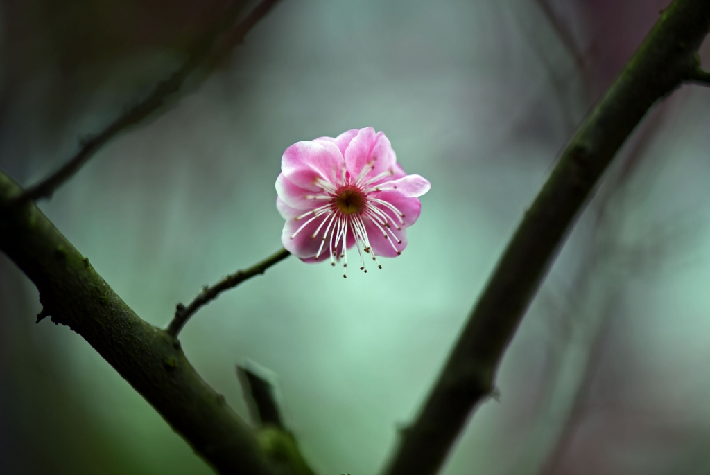 DSC_2198.jpg