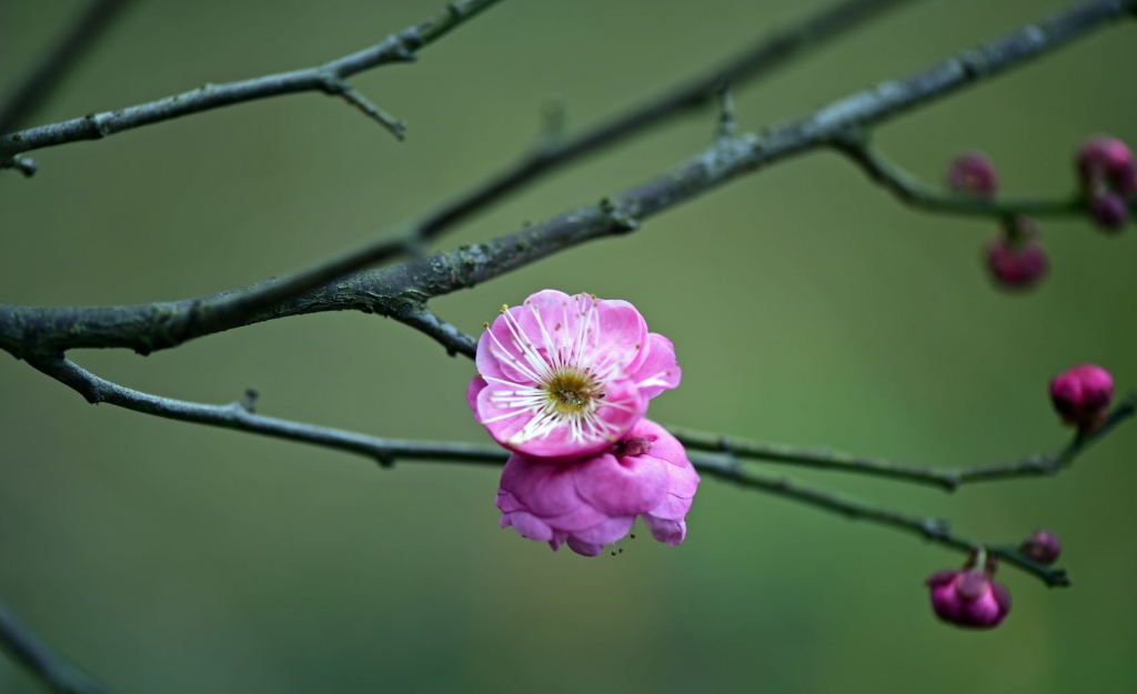 DSC_2200.jpg