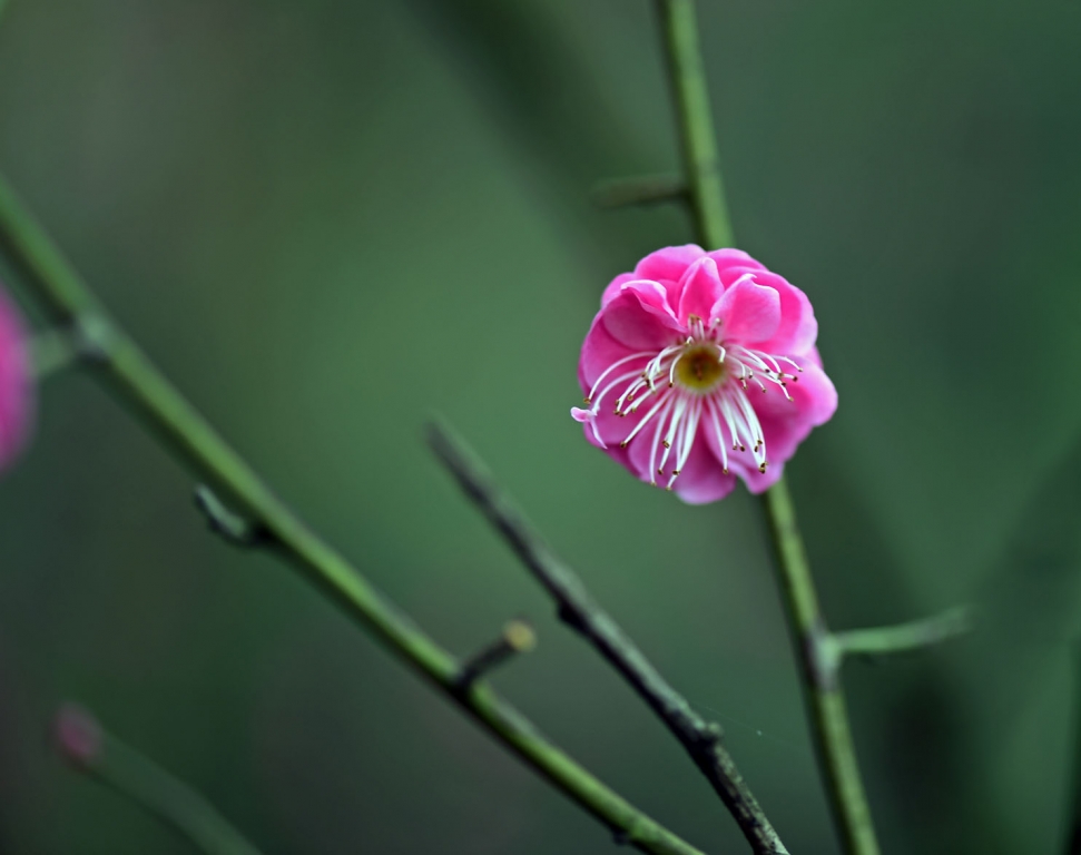 DSC_2199.jpg