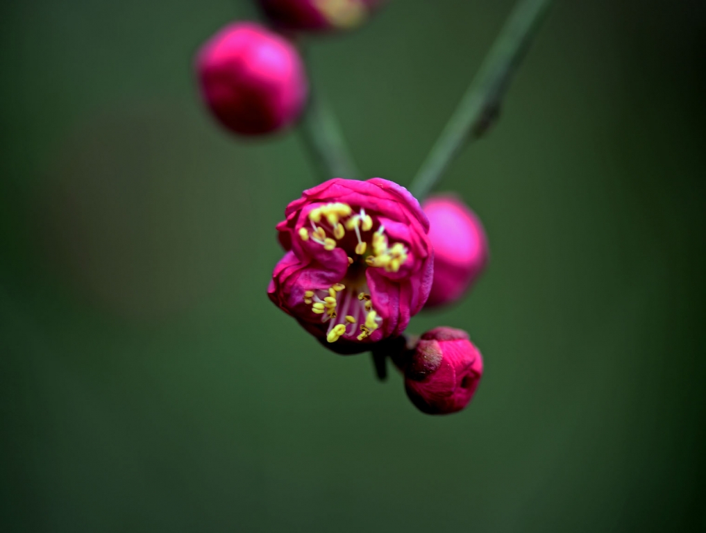 DSC_2203.jpg