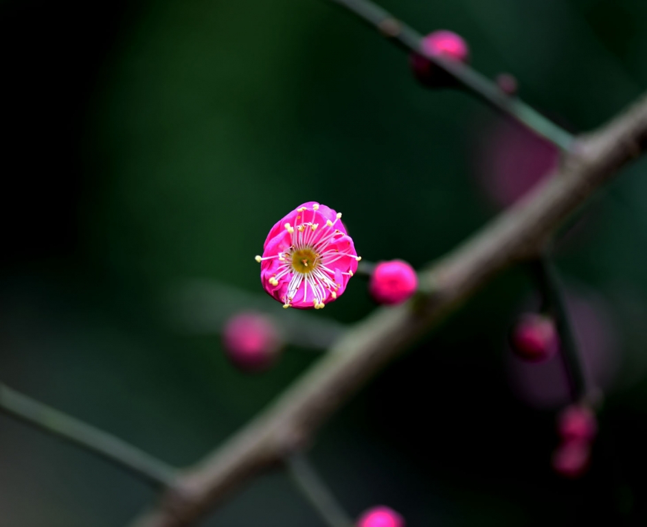 DSC_2204.jpg