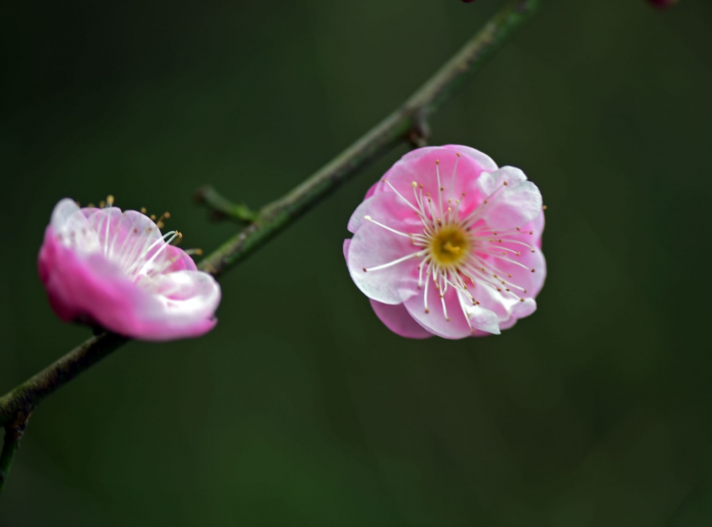 DSC_2206.jpg