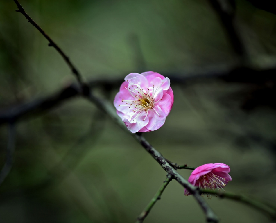 DSC_2205.jpg