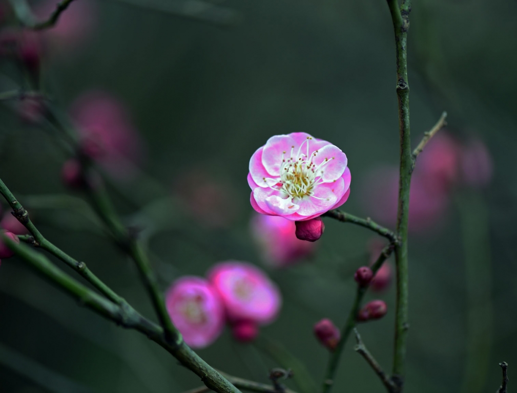 DSC_2214.jpg