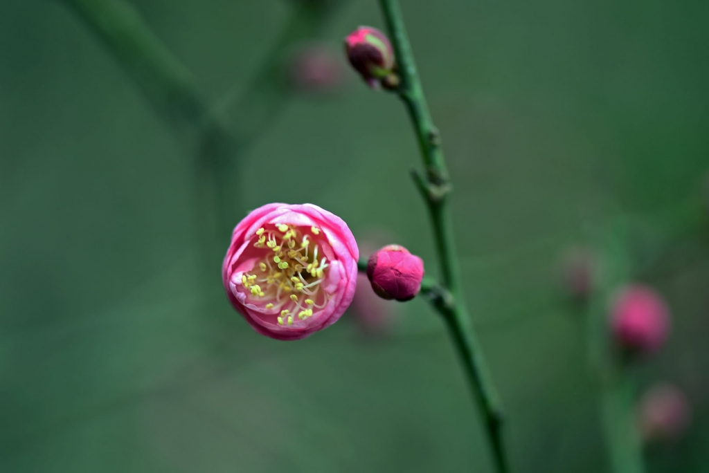 DSC_2215.jpg
