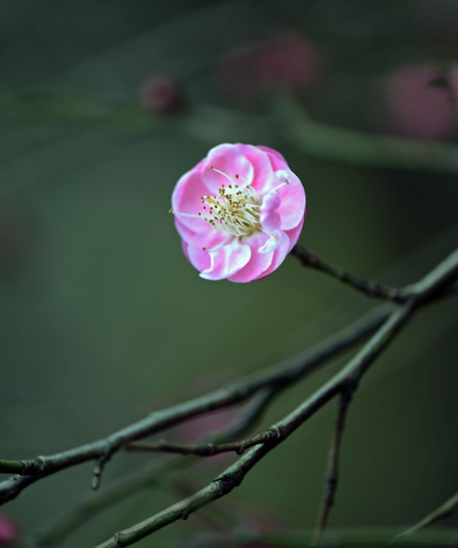 DSC_2216.jpg