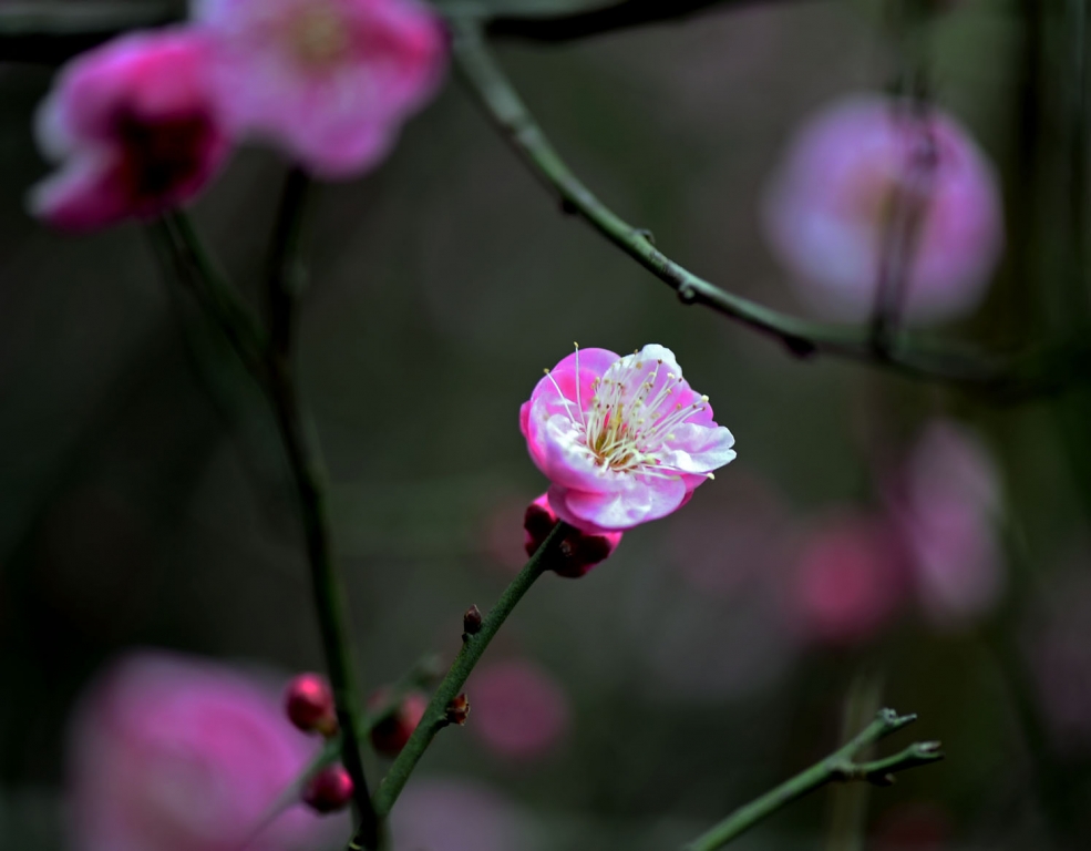 DSC_2221.jpg