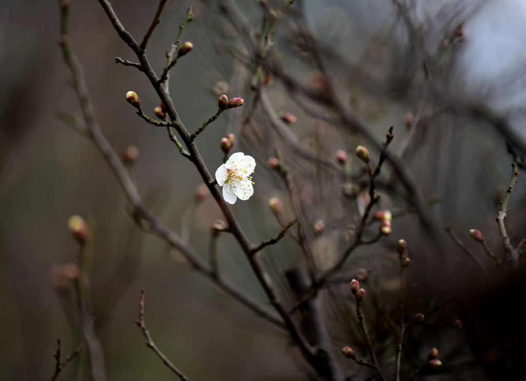 DSC_2224.jpg