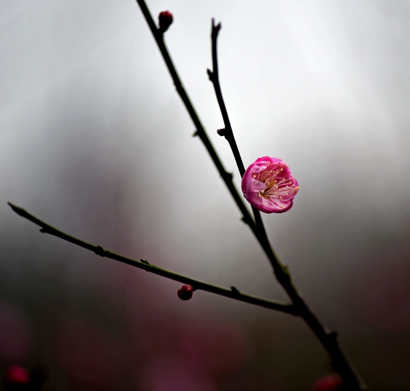 DSC_2222.jpg