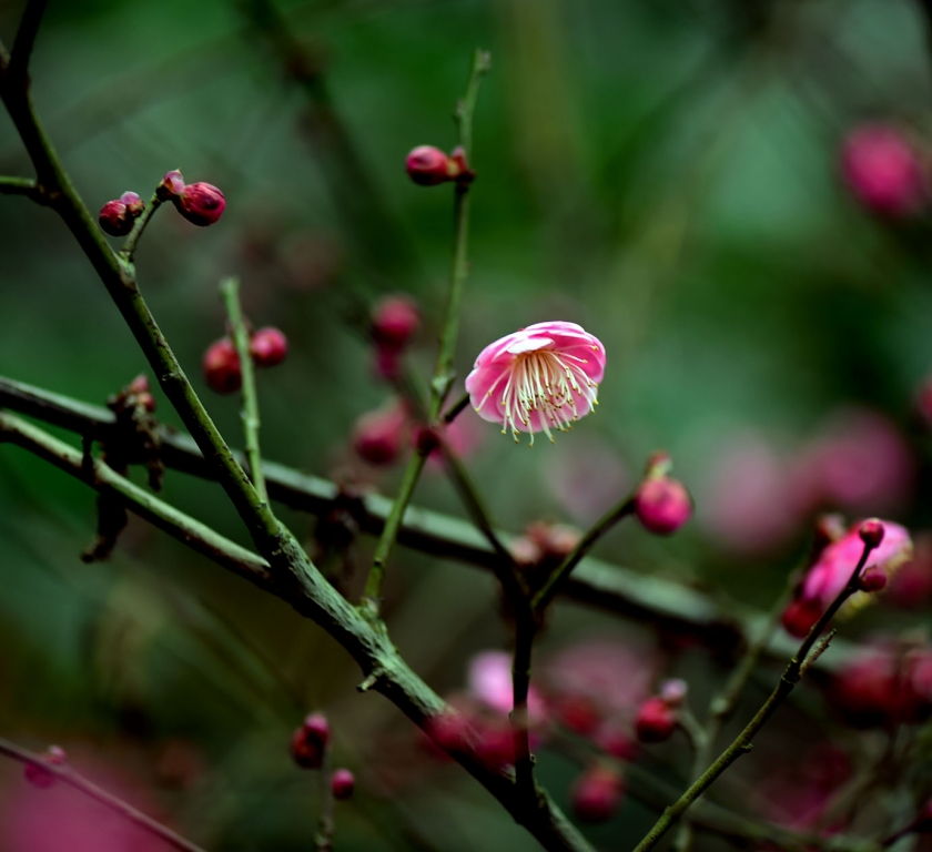 DSC_2225.jpg