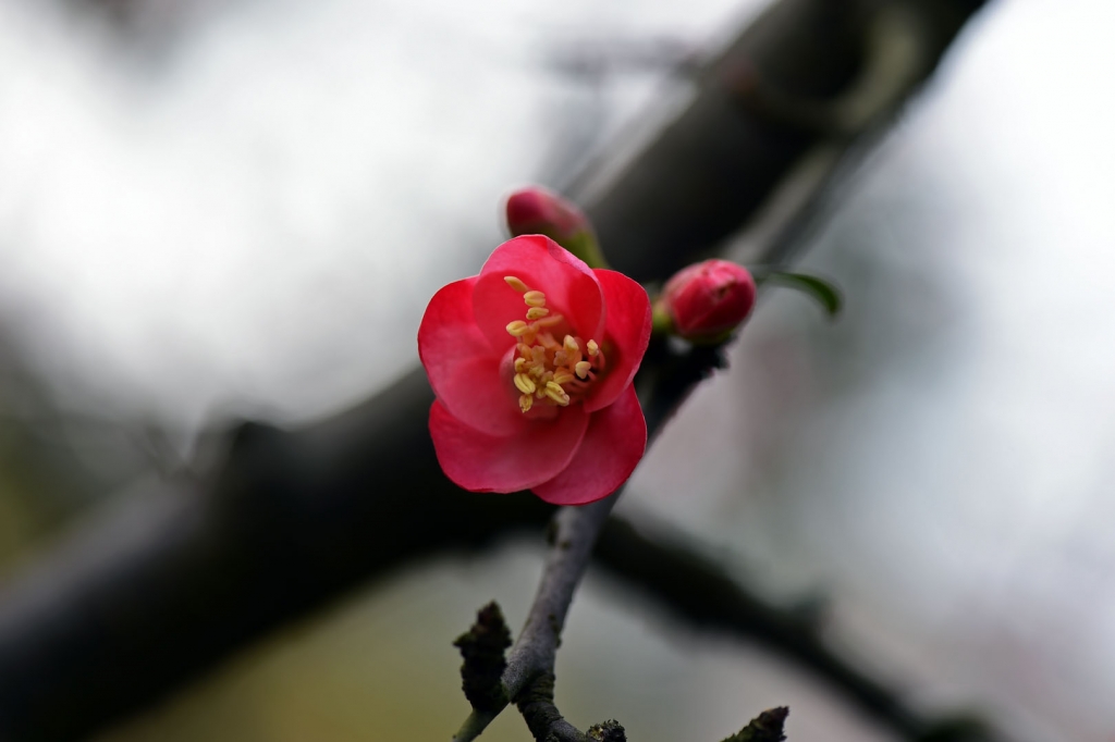 DSC_2230.JPG