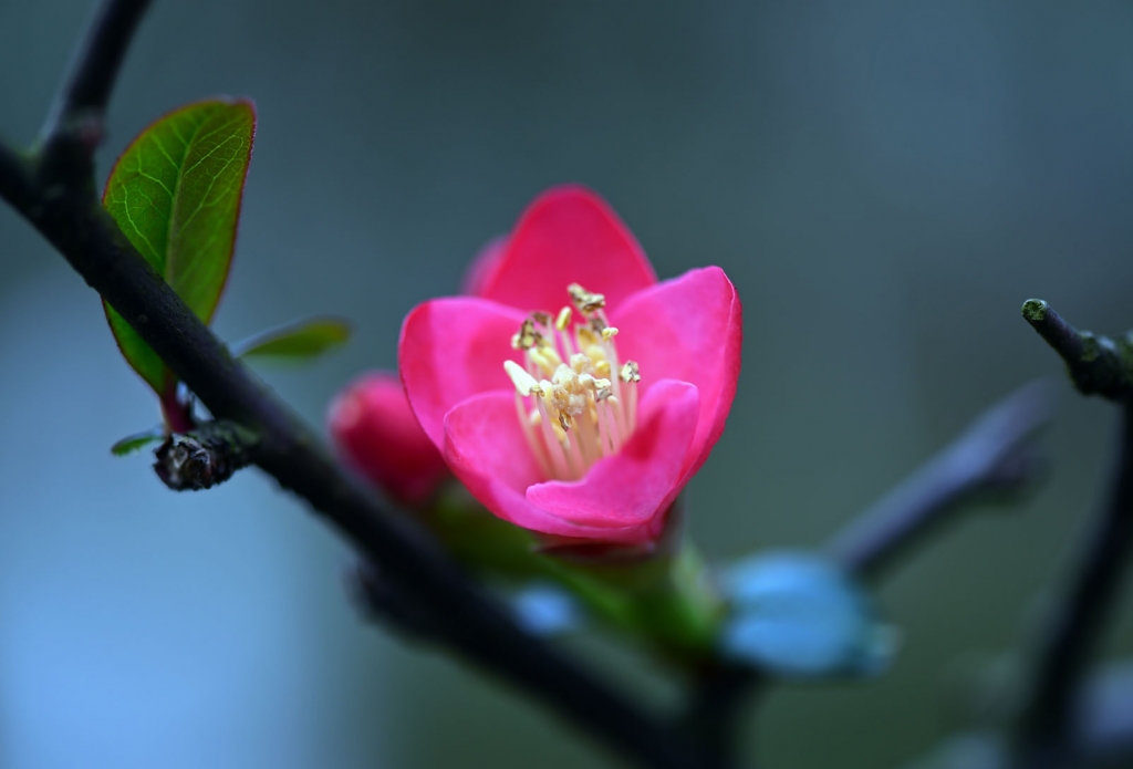DSC_2239.JPG