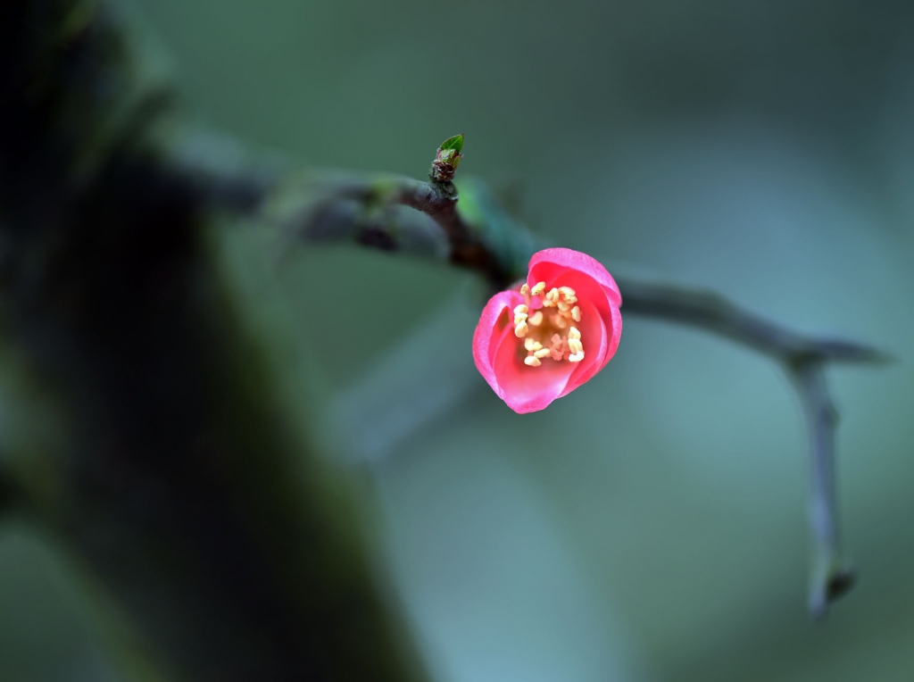 DSC_2242.JPG