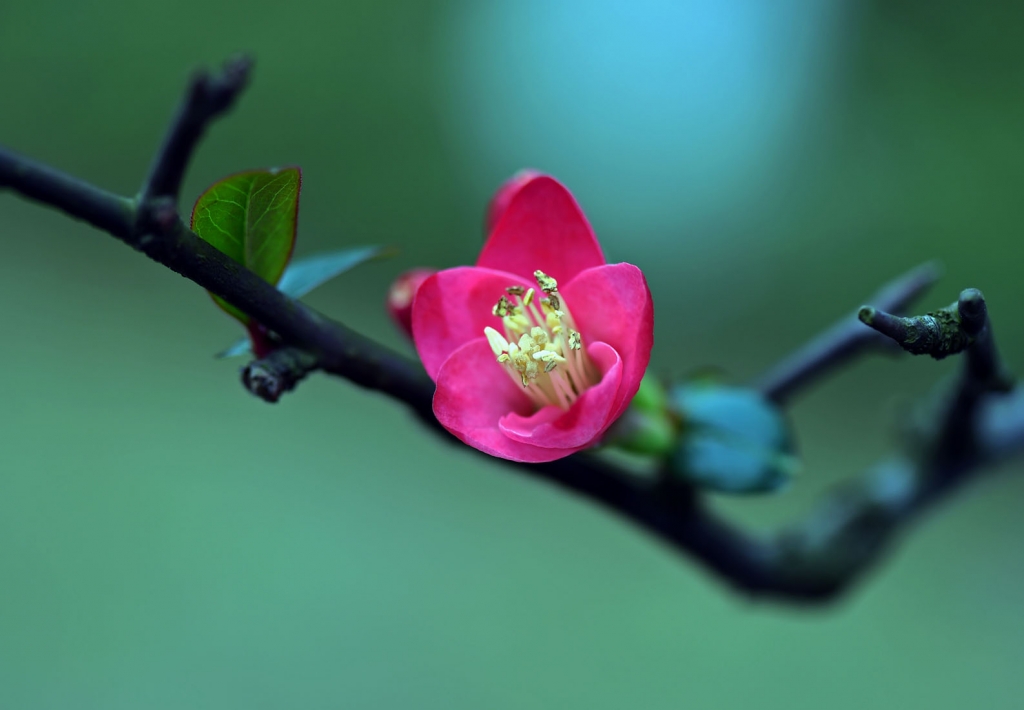 DSC_2241.JPG