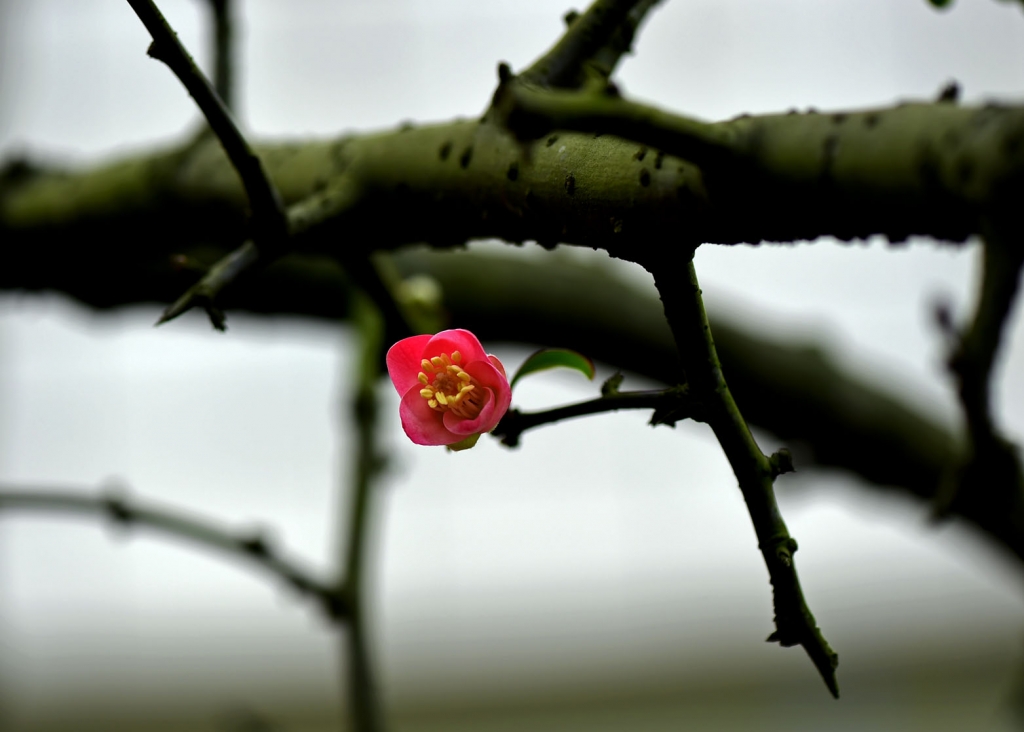 DSC_2245.JPG
