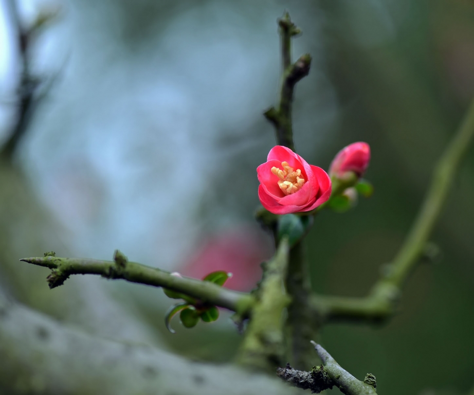 DSC_2248.JPG