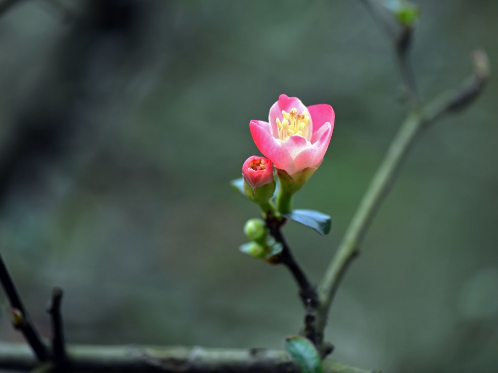 DSC_2250.JPG