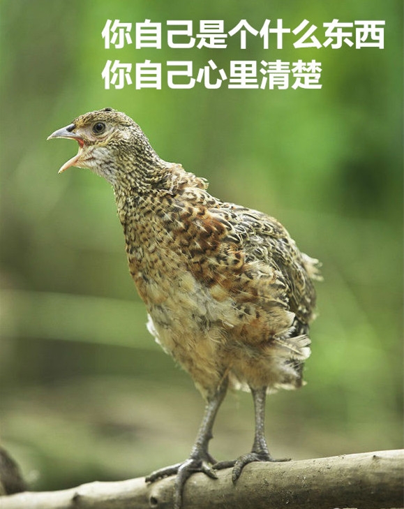 中鸡_副本_副本.jpg