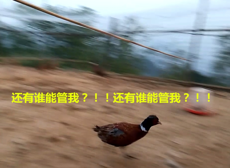 阿里旺旺图片20170116115747_副本.jpg