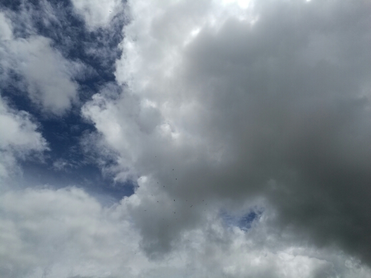 20170803_111719_1501718247468.jpg