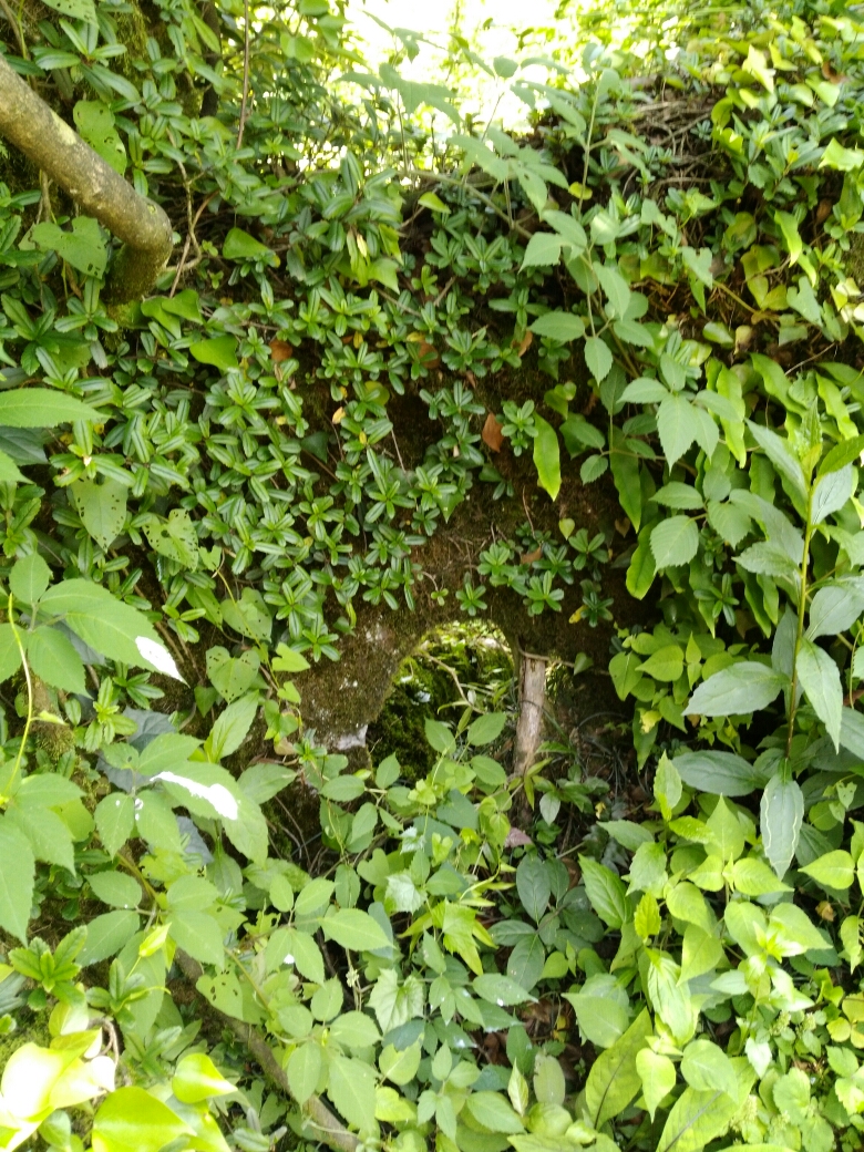 20170806_123577_1501985672298.jpg
