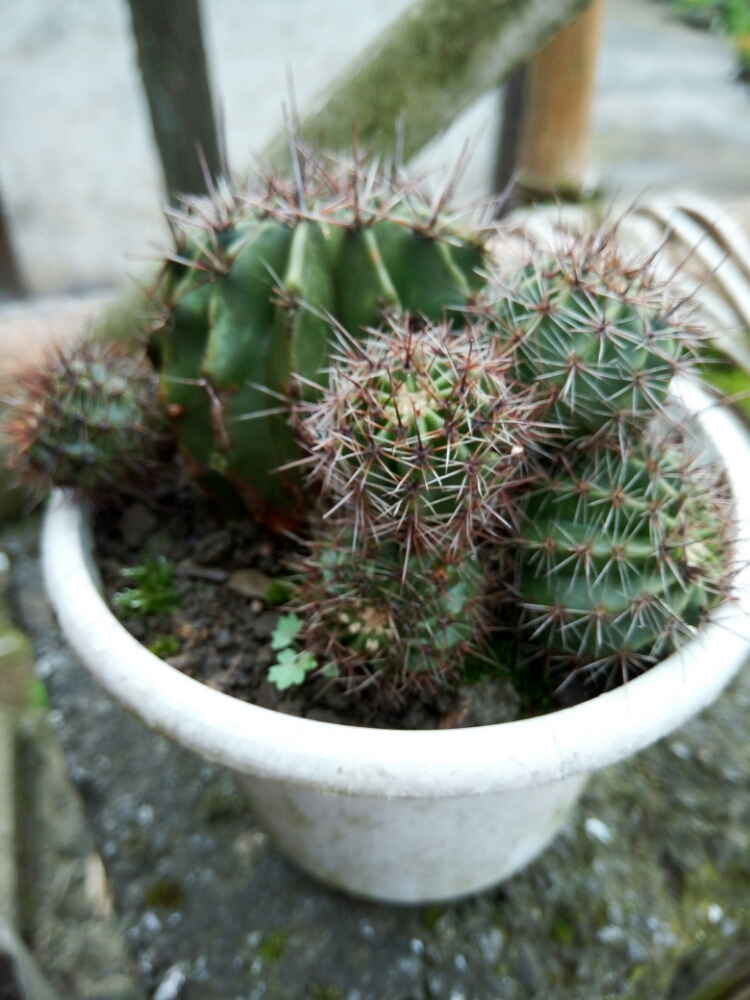 20170811_124697_1502418932614.jpg