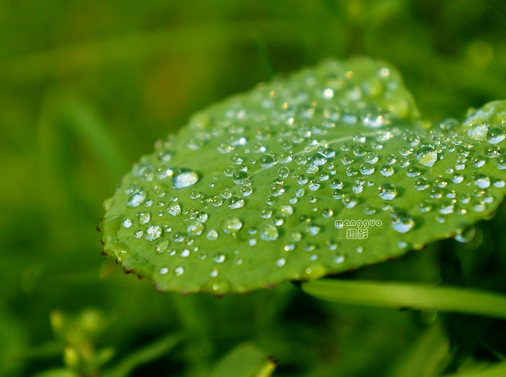 _DSC4446_副本.jpg