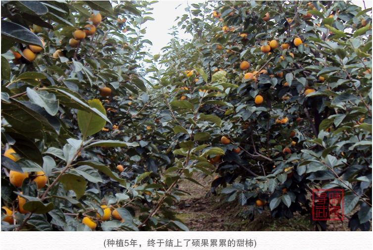 微信图片_20170913184036.png