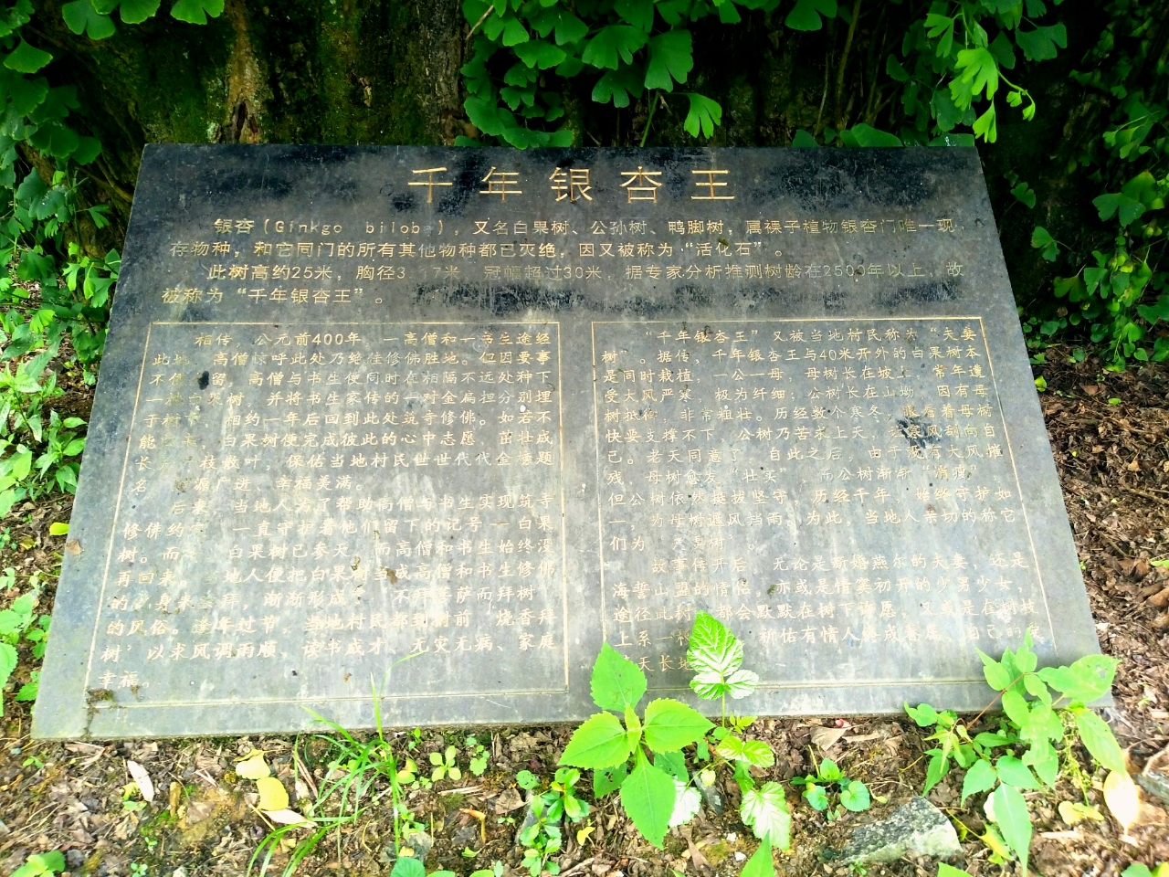 20180603_111155_1528035221465.jpg
