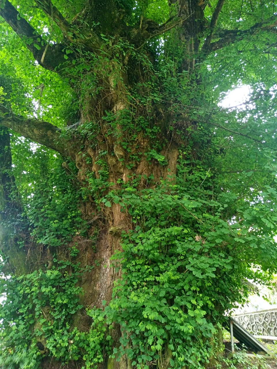 20180603_111155_1528035221738.jpg
