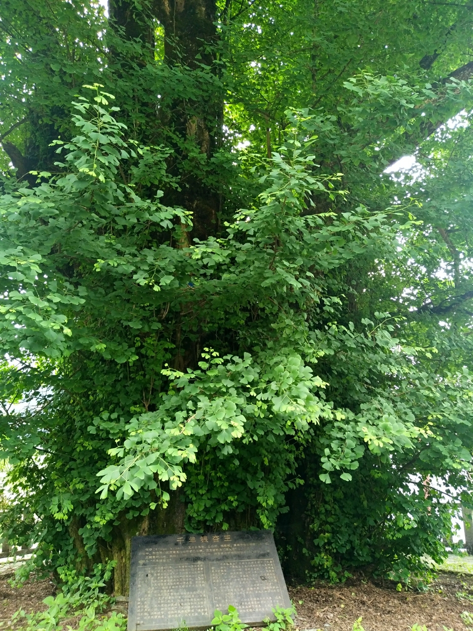 20180603_111155_1528035222008.jpg