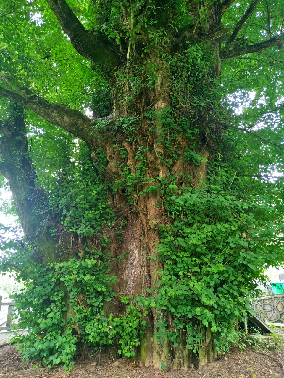 20180603_111155_1528035222369.jpg