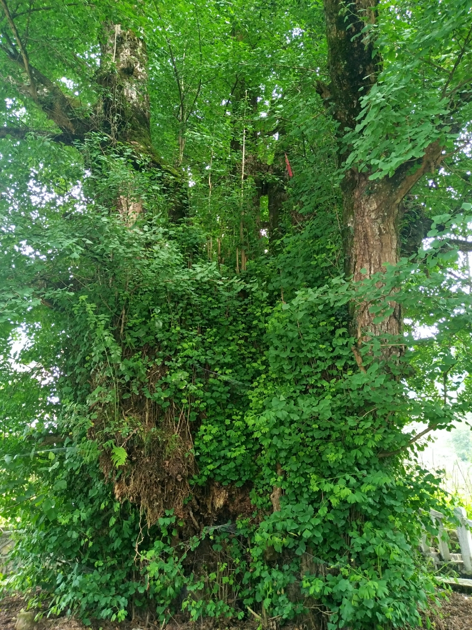 20180603_111155_1528035222639.jpg