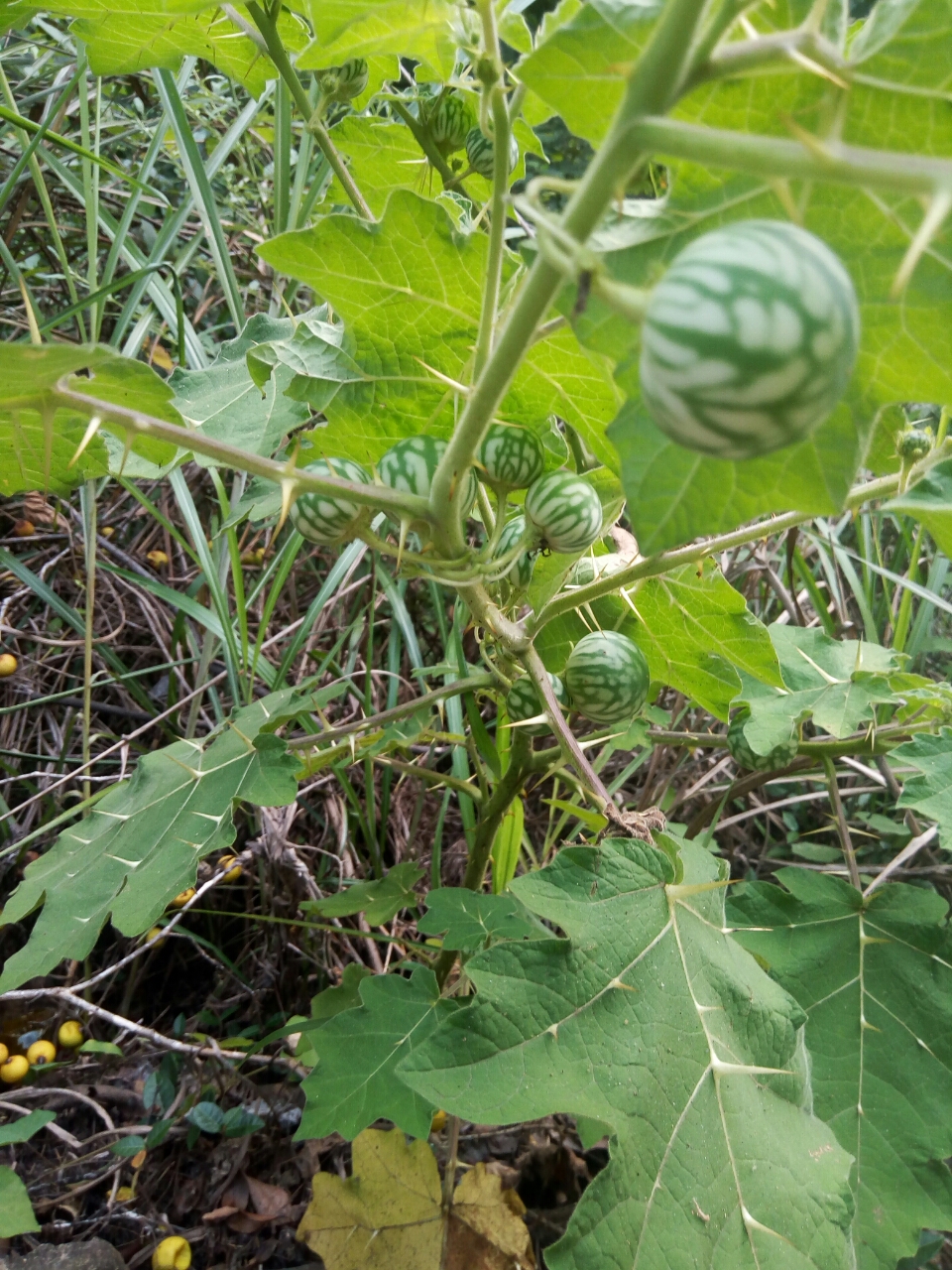 20180615_102437_1529037847603.jpg