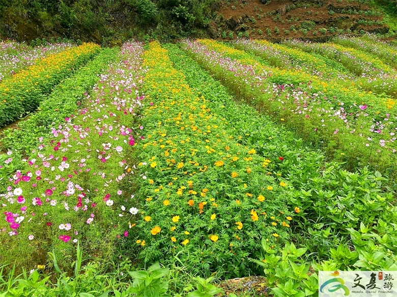 花海一撇