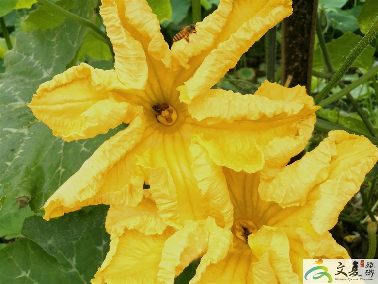 奇花与蜜蜂