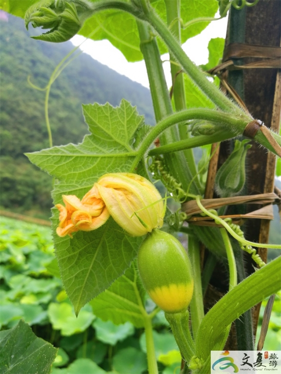 奇花异果