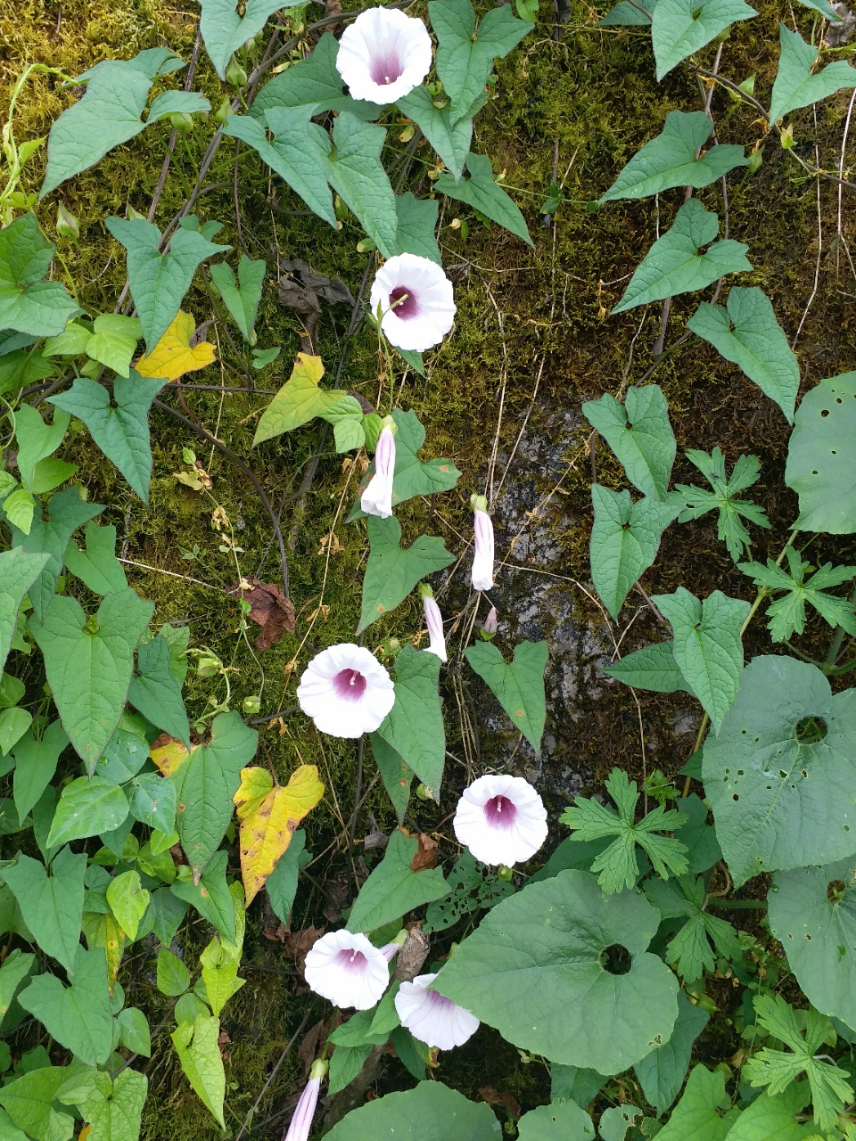 20180620_125046_1529456395364.jpg