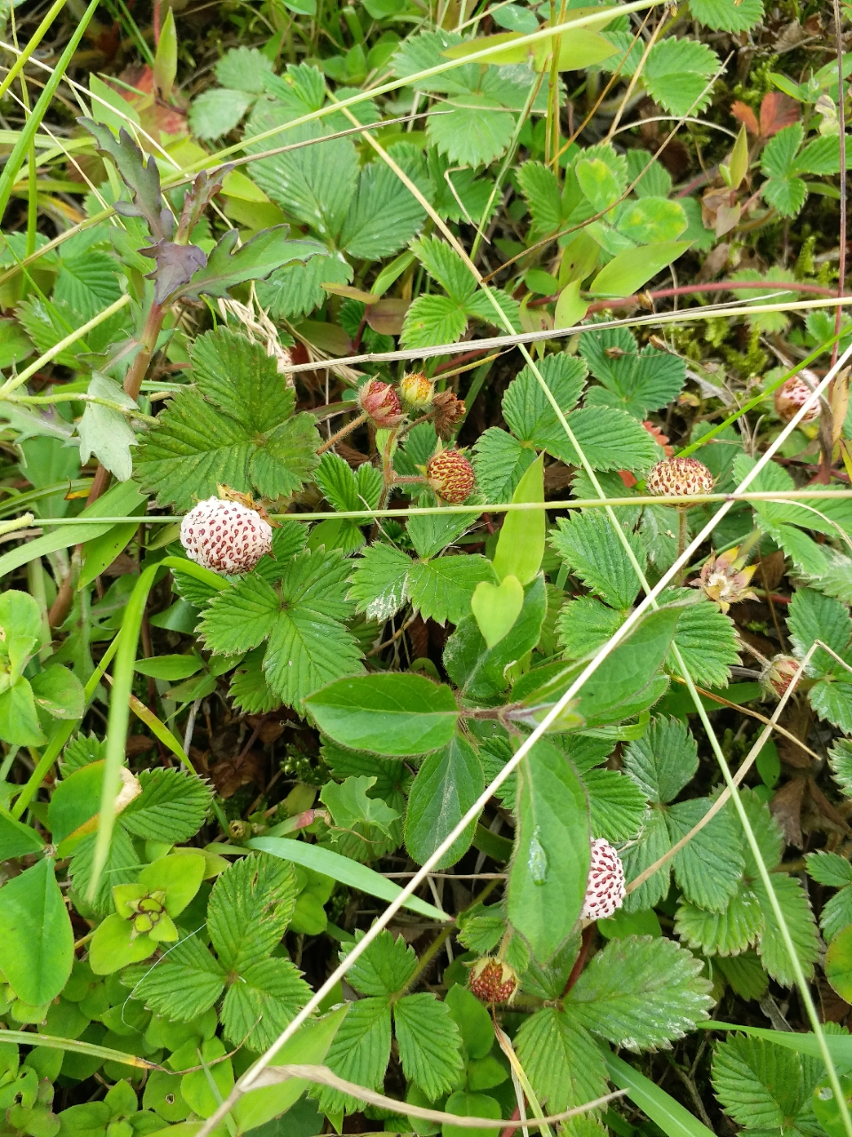 20180620_125046_1529456398064.jpg