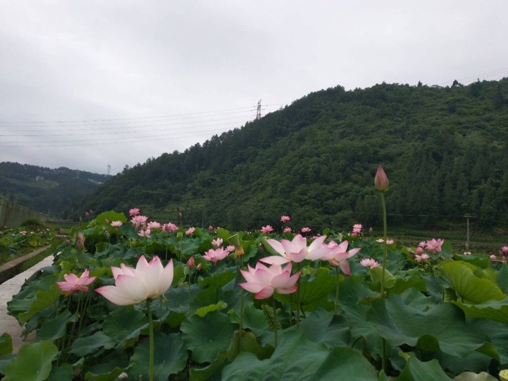 微信图片_20180630155803.jpg