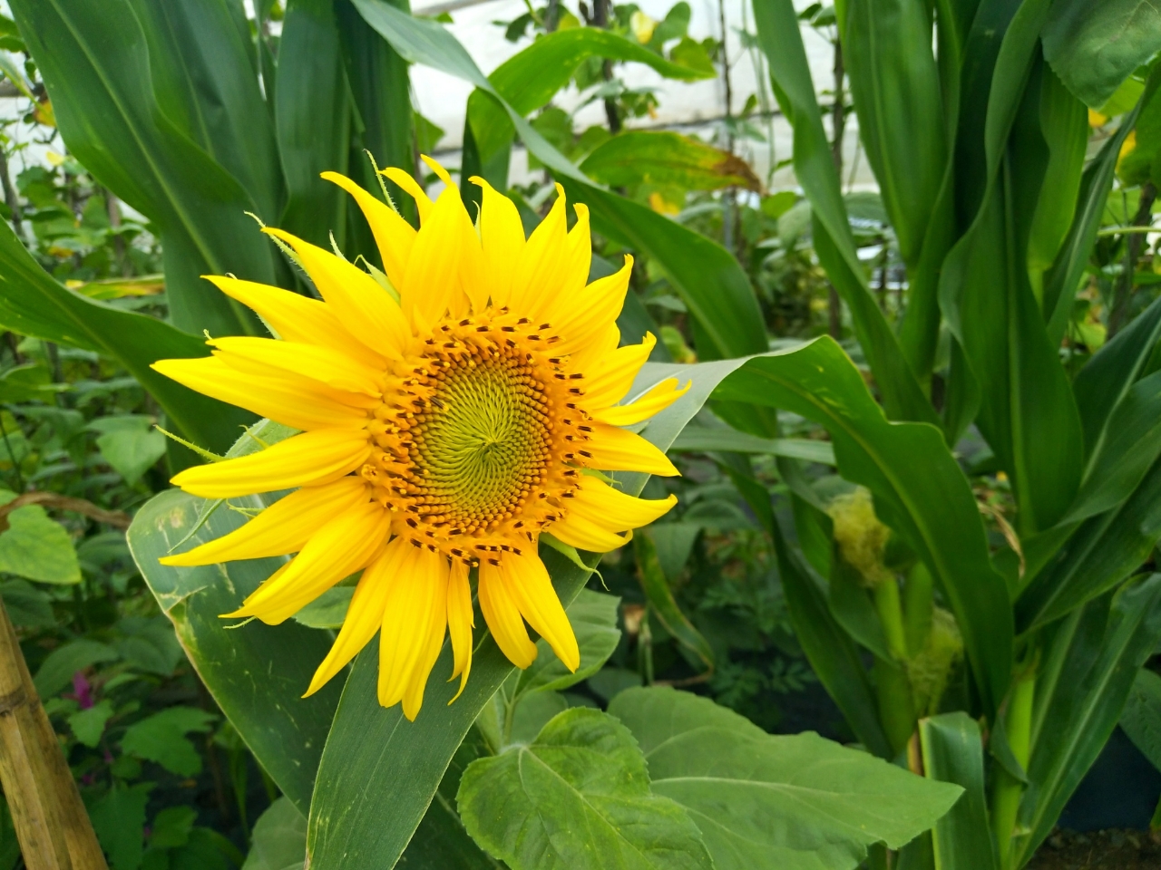 20180809_111155_1533825714758.jpg